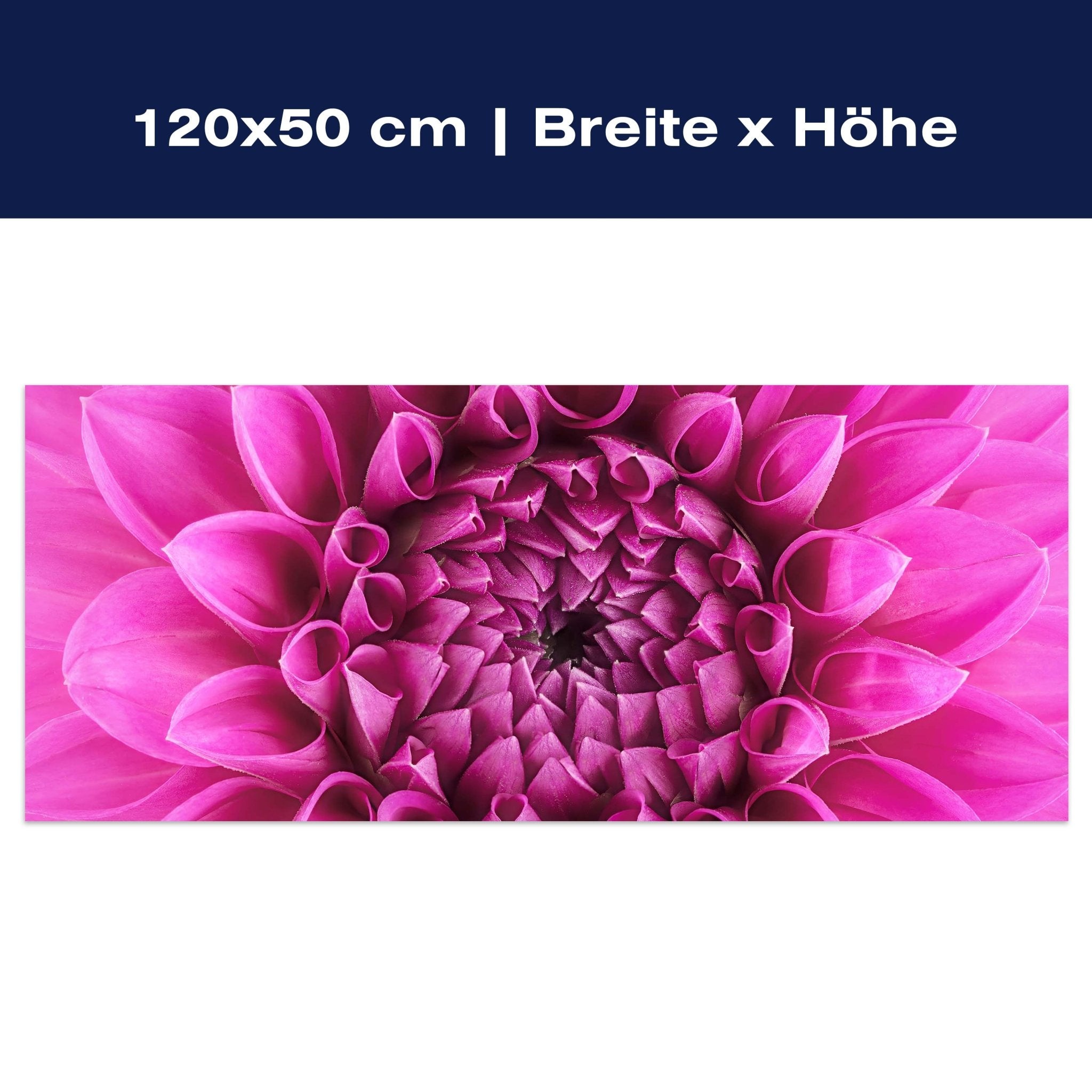 Leinwandbild Blume Blüte rosa Chrysantheme M1127 Leinwandbild Blume Blüte rosa Chrysantheme M1127