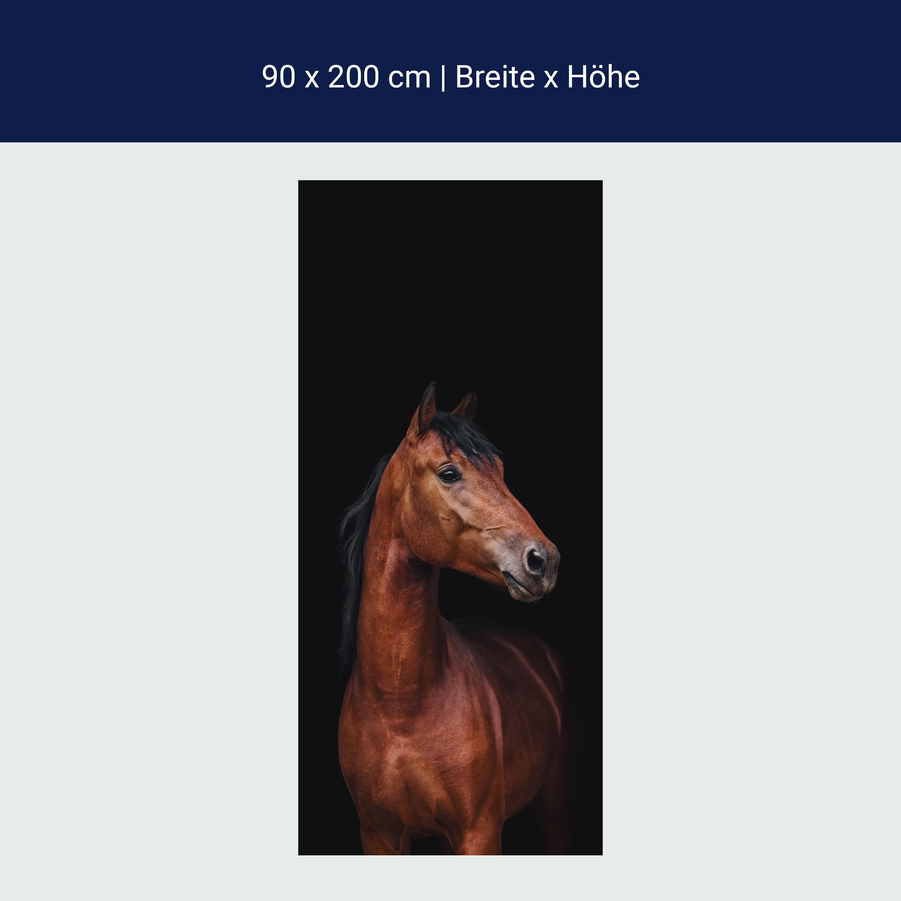 Türtapete braunes Pferd vor schwarzem Hintergrund M1173 Türtapete braunes Pferd vor schwarzem Hintergrund M1173