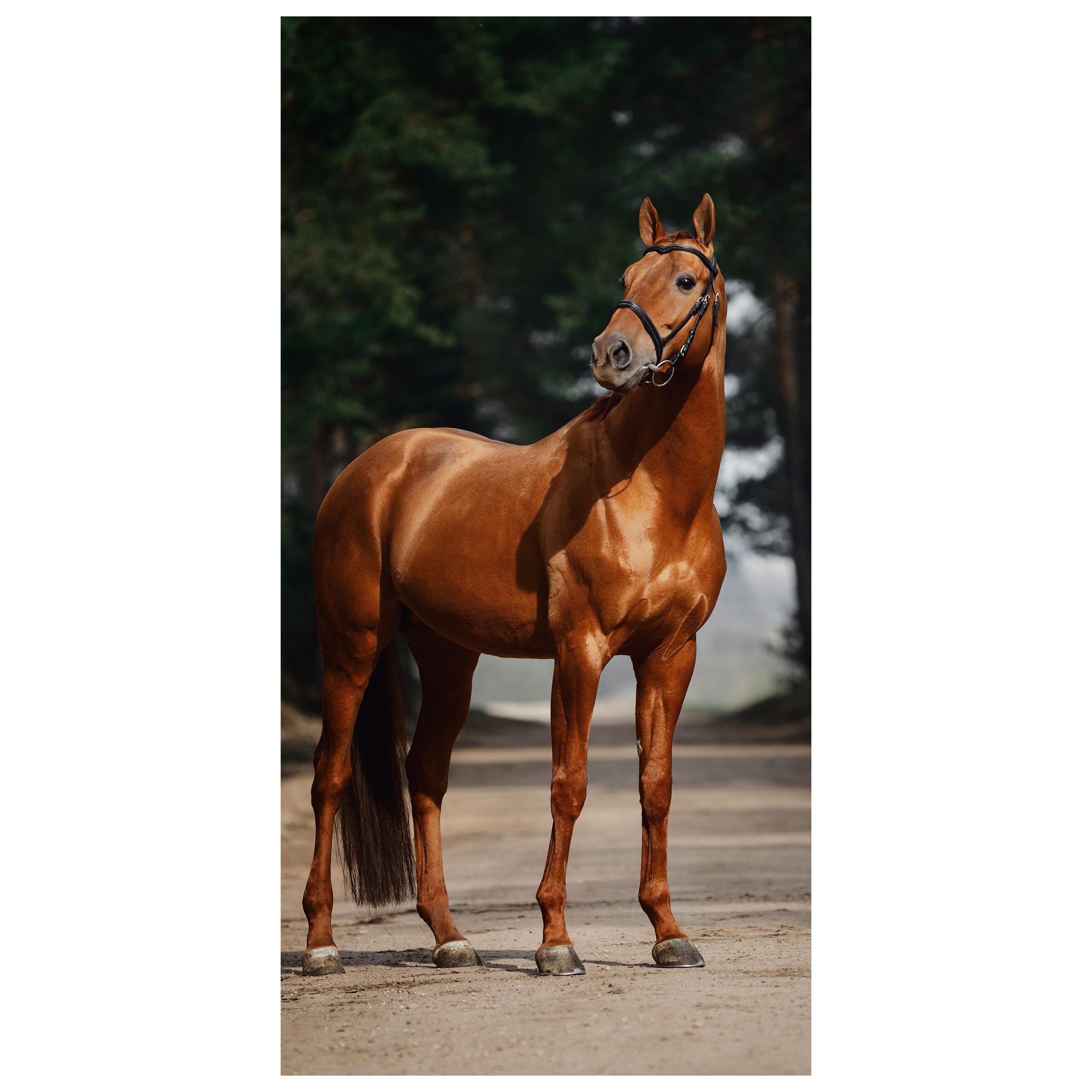 Türtapete braunes Pferd auf Straße, Bäume M1184 - Bild 2 Türtapete braunes Pferd auf Straße, Bäume M1184 - Bild 2