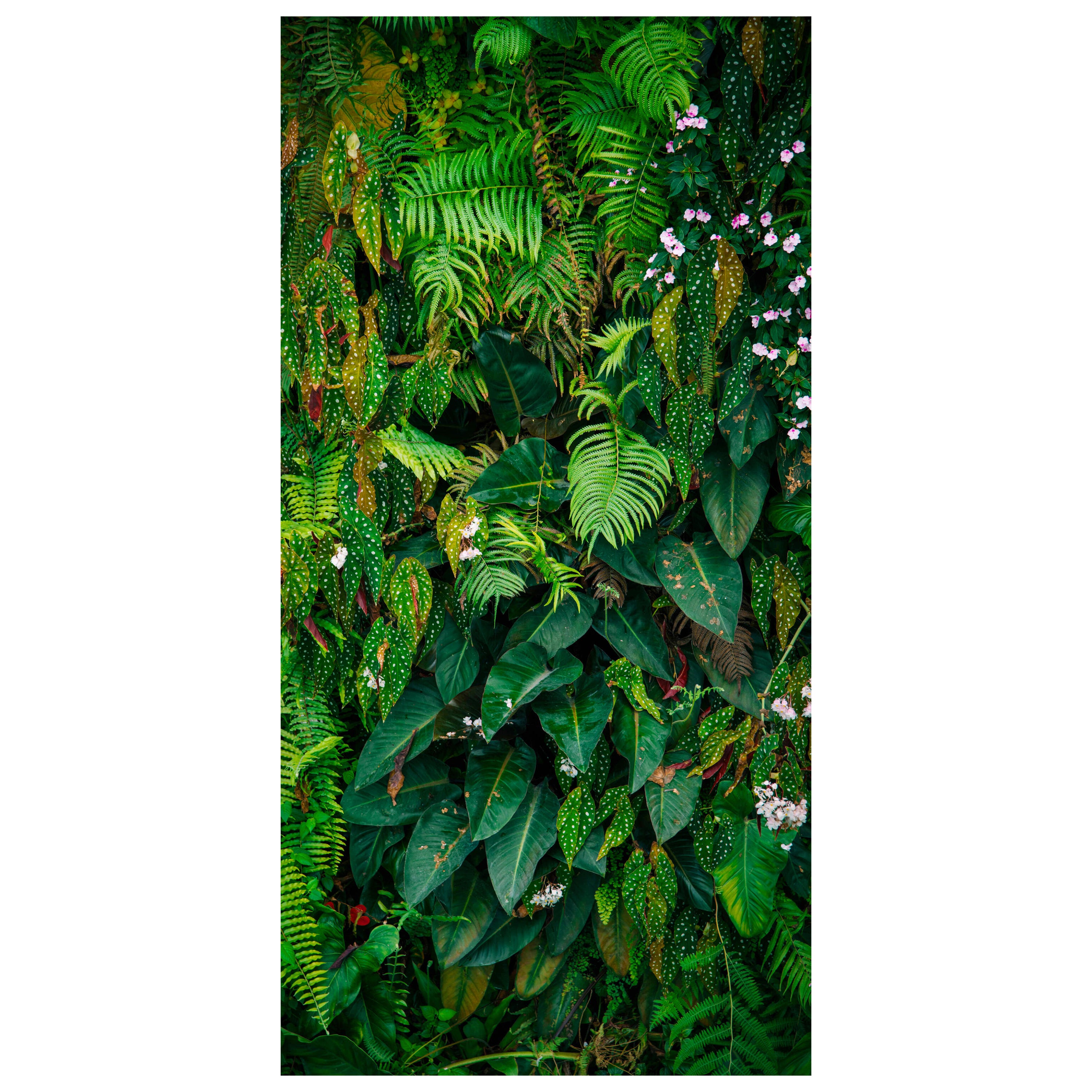 Türtapete Wand aus Blättern, Urwald, Natur, Grün M1352 - Bild 2 Türtapete Wand aus Blättern, Urwald, Natur, Grün M1352 - Bild 2