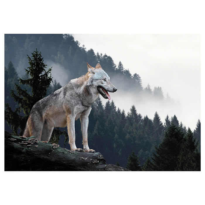 Fototapete Timberwolf Wald M1479 - Bild 2 Fototapete Timberwolf Wald M1479 - Bild 2