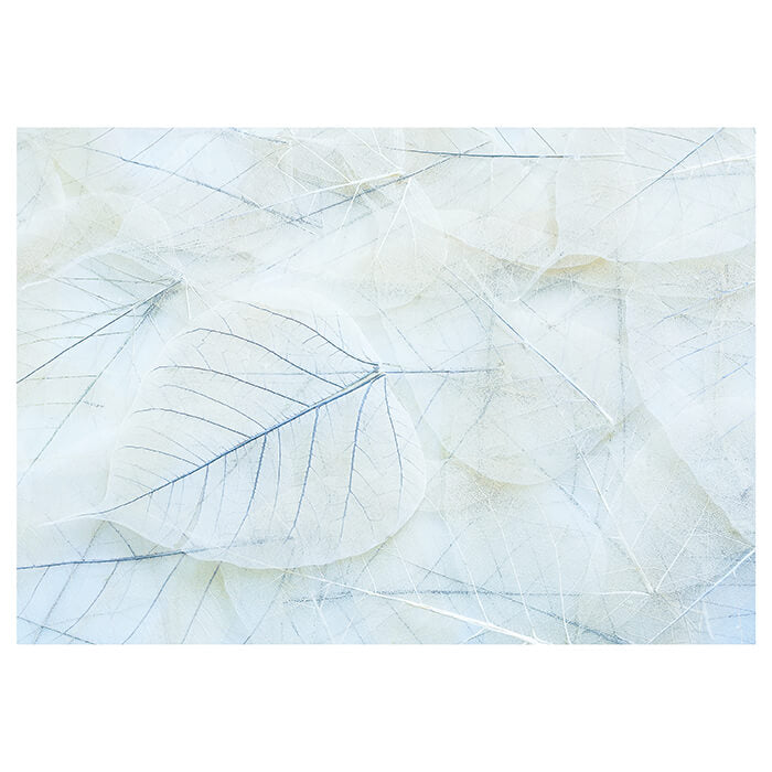 Fototapete Blaue Blätter M1838 - Bild 2 Fototapete Blaue Blätter M1838 - Bild 2