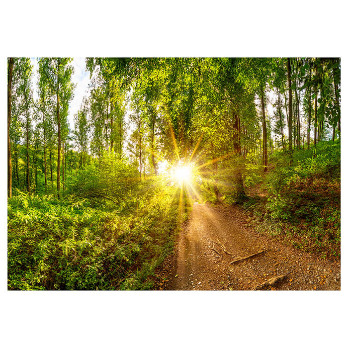 Fototapete Sonne Wald Bäume Weg M5682 - Bild 2 Fototapete Sonne Wald Bäume Weg M5682 - Bild 2