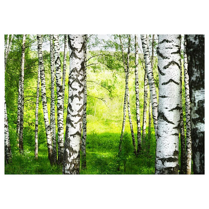 Fototapete Birkenwald Wiese Landschaft M5834 - Bild 2 Fototapete Birkenwald Wiese Landschaft M5834 - Bild 2