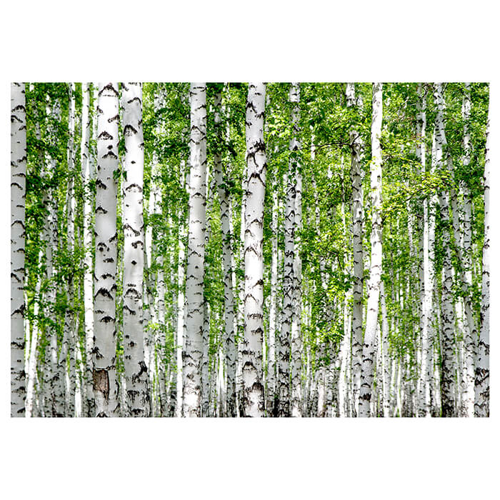 Fototapete Birkenwald Nahansicht Dicht M5835 - Bild 2 Fototapete Birkenwald Nahansicht Dicht M5835 - Bild 2