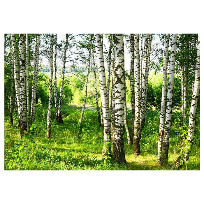 Fototapete Birkenwald Wiese Landschaft Sträuchern M5836 - Bild 2 Fototapete Birkenwald Wiese Landschaft Sträuchern M5836 - Bild 2