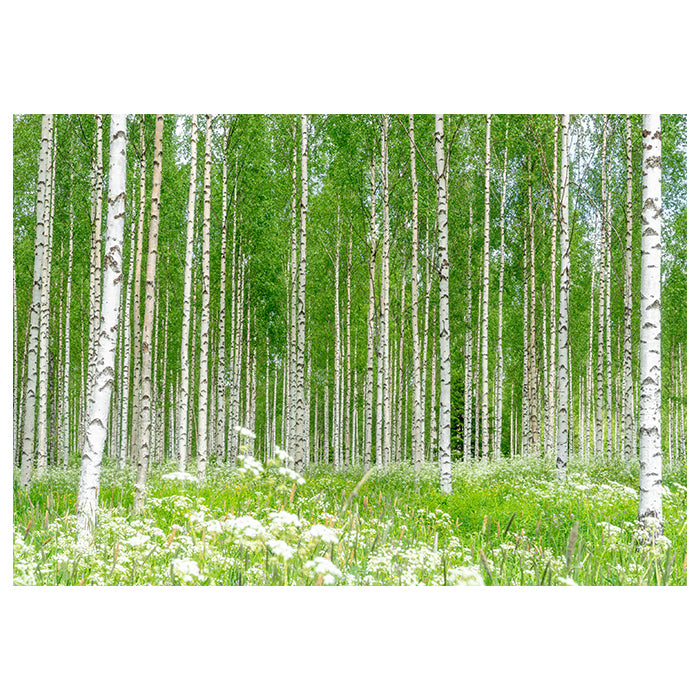 Fototapete Birkenwald Blumen Wiese M5840 - Bild 2 Fototapete Birkenwald Blumen Wiese M5840 - Bild 2