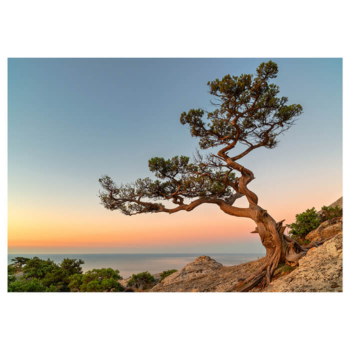 Fototapete Meer Baum Himmel M6868 - Bild 2 Fototapete Meer Baum Himmel M6868 - Bild 2