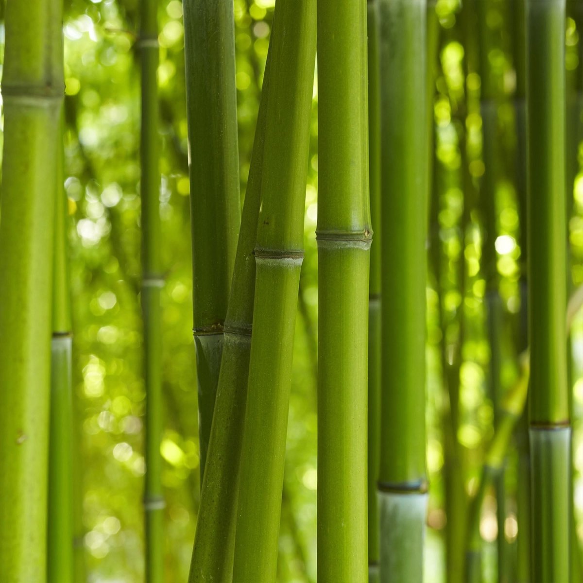 Beistelltisch Bambus M0003 entdecken - Bild 2 Beistelltisch Bambus M0003 entdecken - Bild 2