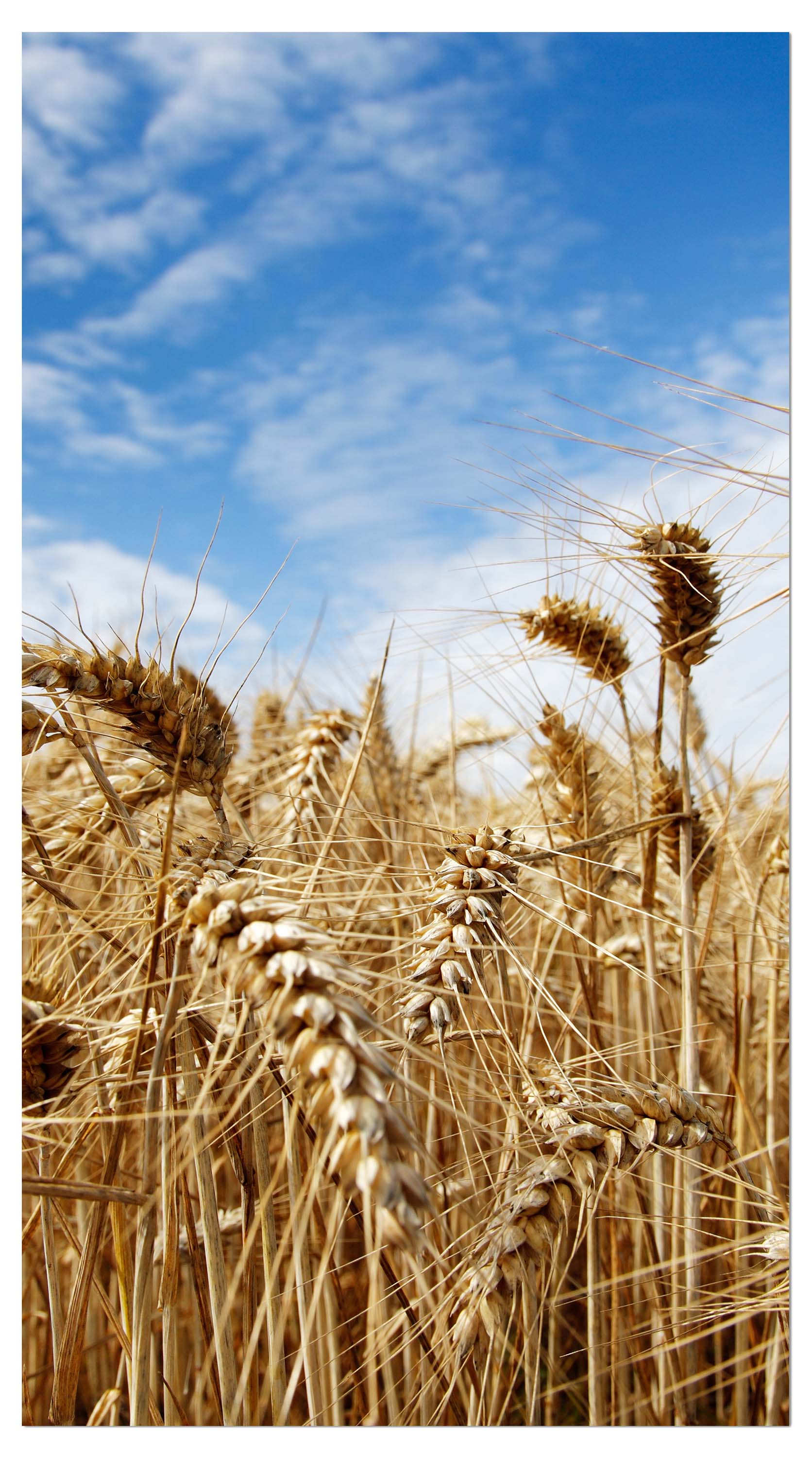 Garderobe Kornfeld M0009 entdecken - Bild 4 Garderobe Kornfeld M0009 entdecken - Bild 4