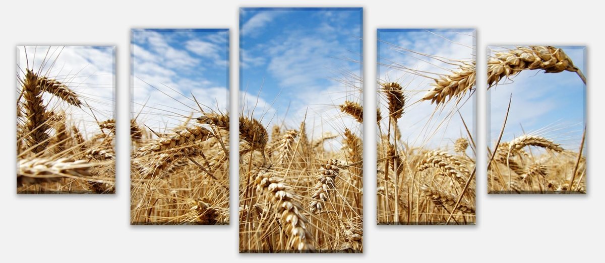 Leinwandbild Mehrteiler Kornfeld M0009 entdecken - Bild 1 Leinwandbild Mehrteiler Kornfeld M0009 entdecken - Bild 1