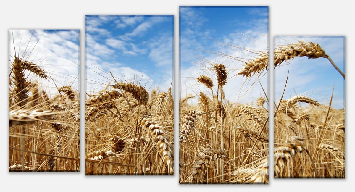 Leinwandbild Mehrteiler Kornfeld M0009 Leinwandbild Mehrteiler Kornfeld M0009