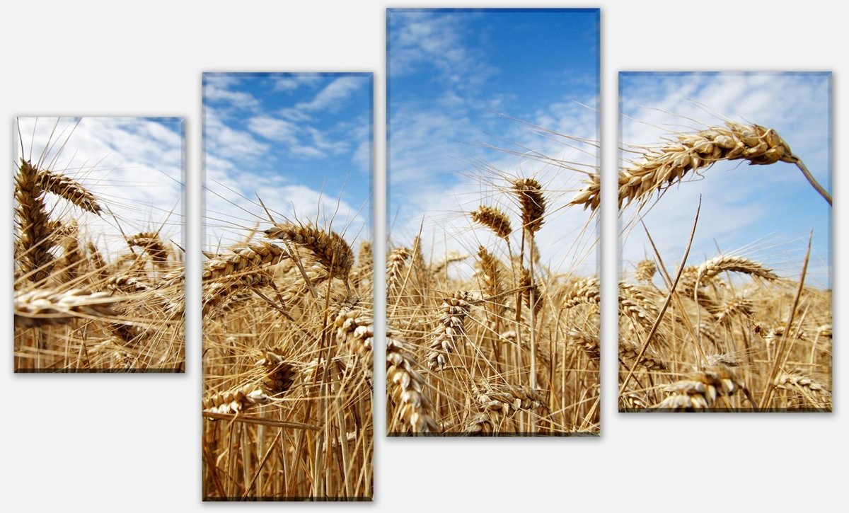 Leinwandbild Mehrteiler Kornfeld M0009 Leinwandbild Mehrteiler Kornfeld M0009