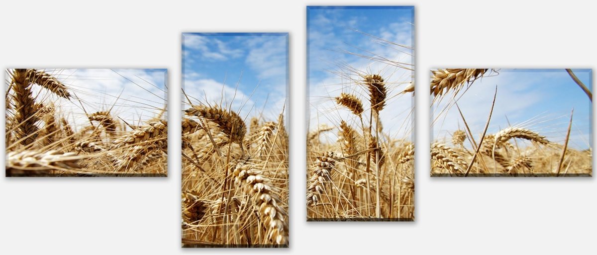 Leinwandbild Mehrteiler Kornfeld M0009 Leinwandbild Mehrteiler Kornfeld M0009