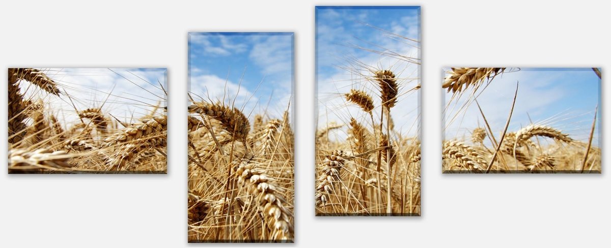 Leinwandbild Mehrteiler Kornfeld M0009 Leinwandbild Mehrteiler Kornfeld M0009