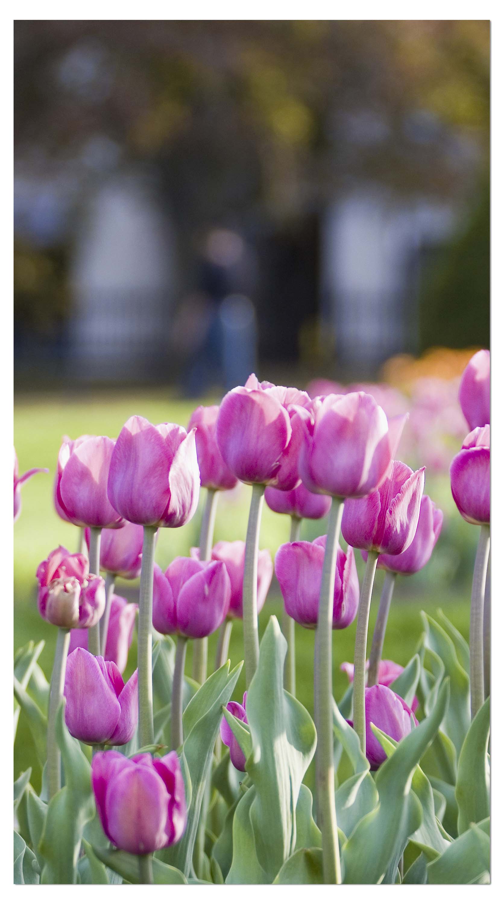 Garderobe Pinke Tulpen M0016 entdecken - Bild 4 Garderobe Pinke Tulpen M0016 entdecken - Bild 4