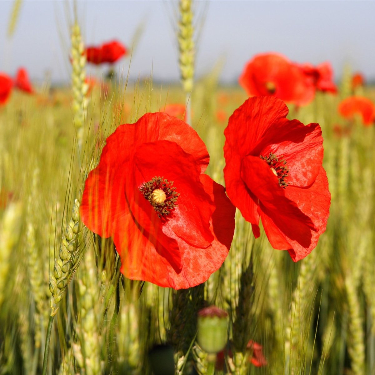 Beistelltisch Mohnblumen M0041 entdecken - Bild 2 Beistelltisch Mohnblumen M0041 entdecken - Bild 2