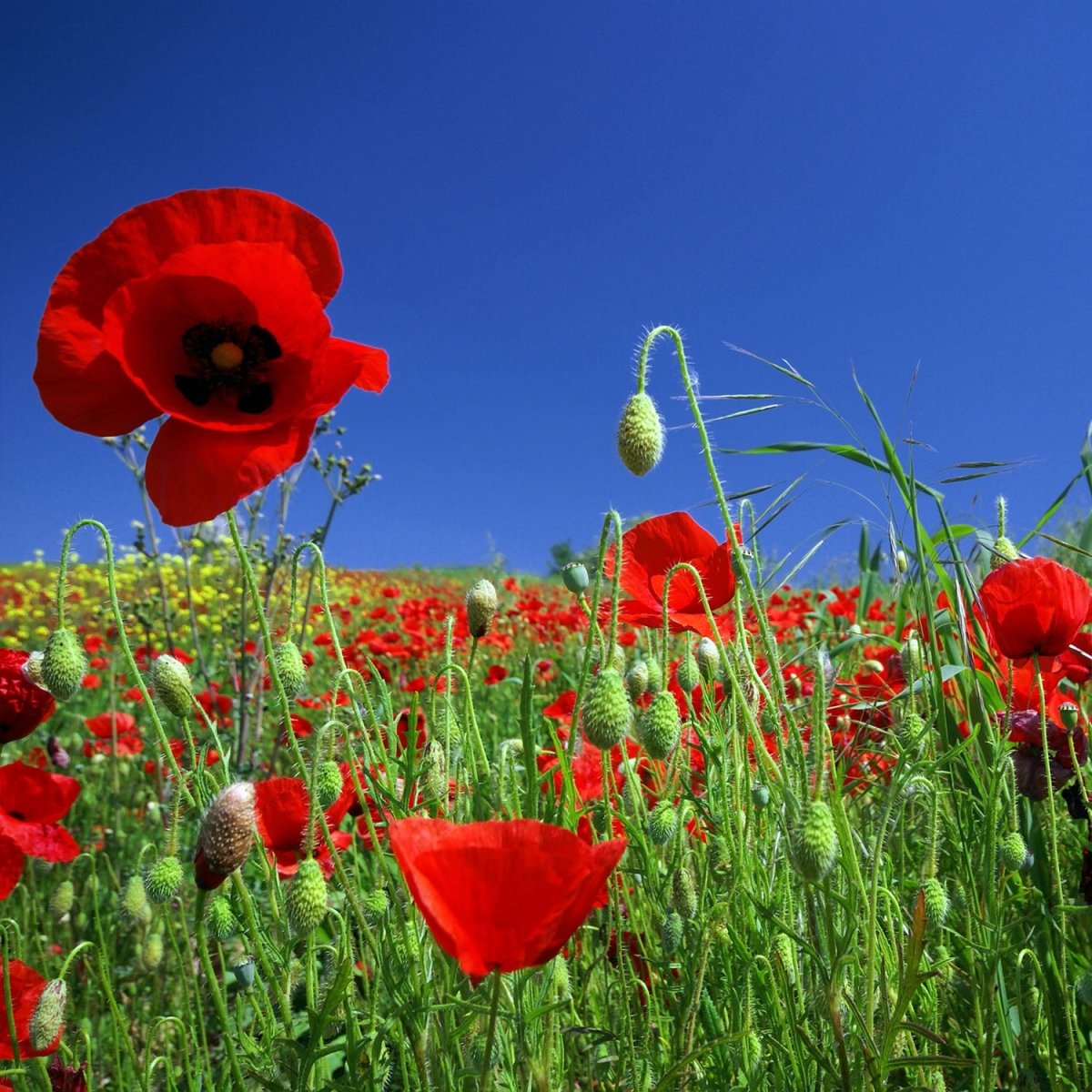 Beistelltisch Mohnblumenfeld M0046 entdecken - Bild 2 Beistelltisch Mohnblumenfeld M0046 entdecken - Bild 2