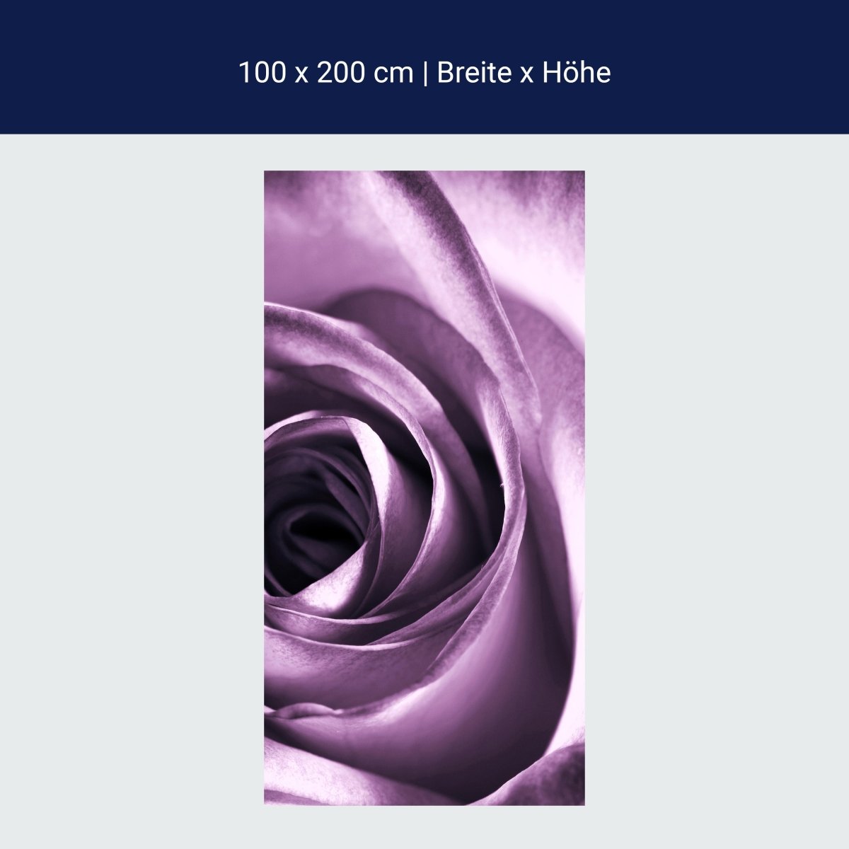 Duschwand violette Rose M0051 Duschwand violette Rose M0051