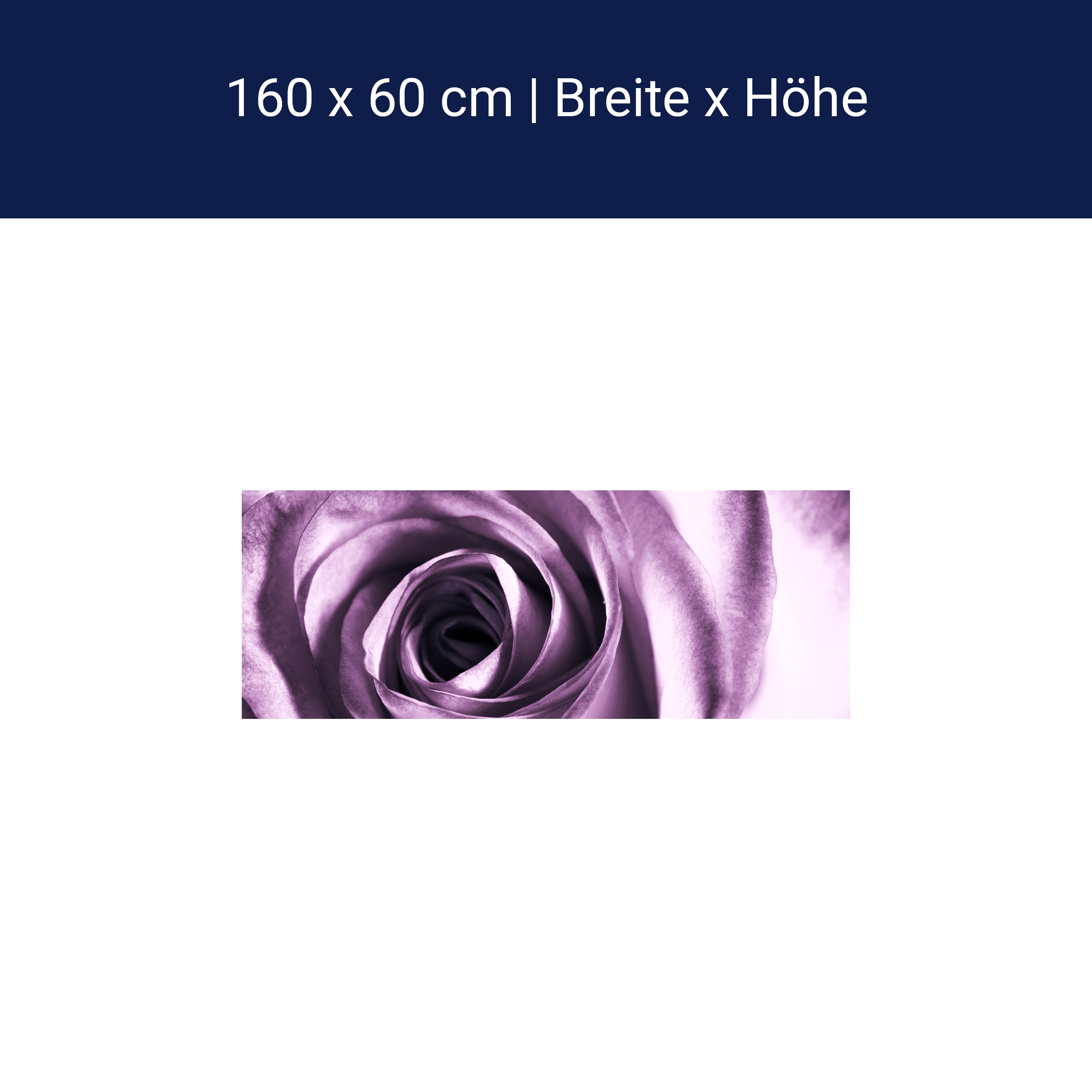 Küchenrückwand violette Rose M0051 Küchenrückwand violette Rose M0051