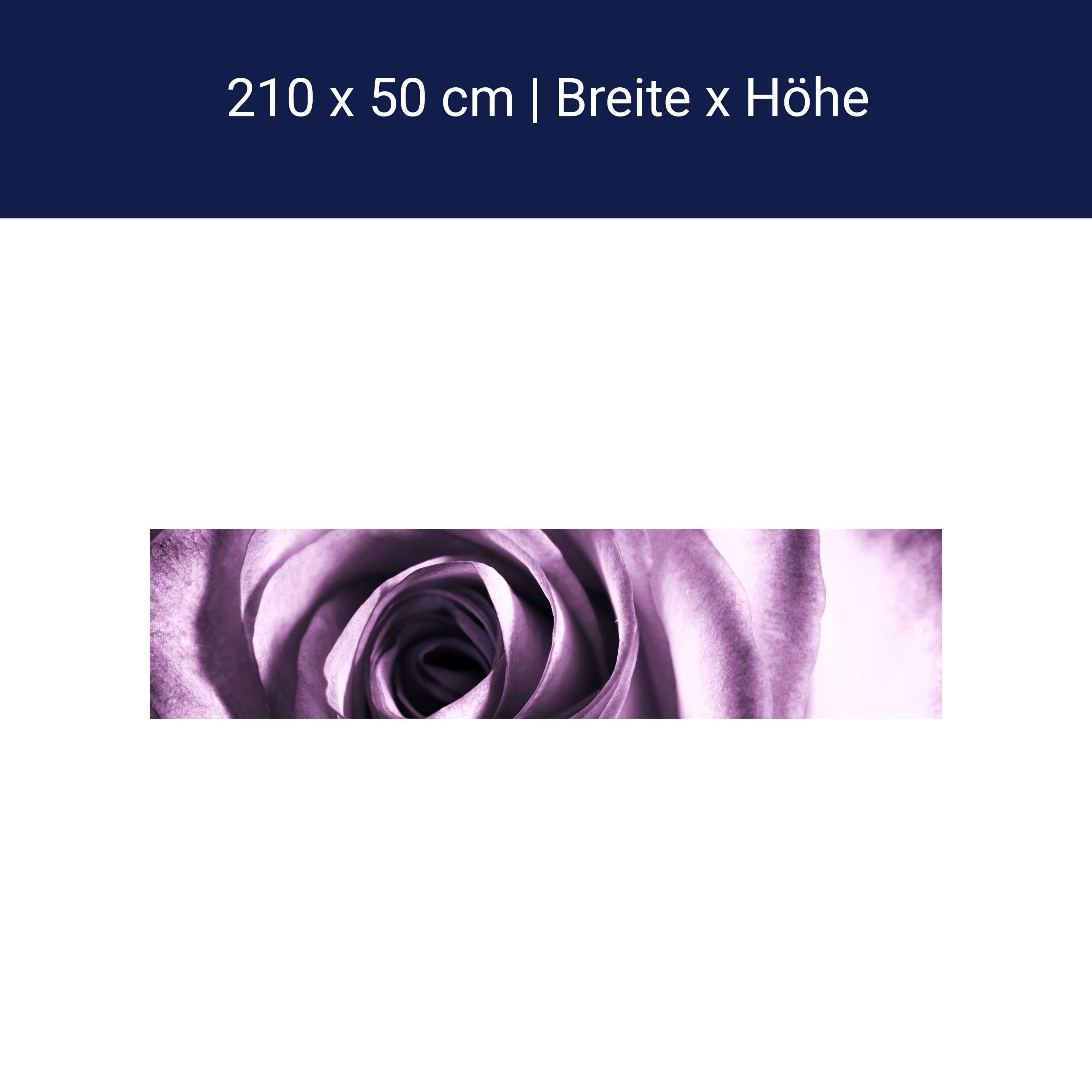 Küchenrückwand violette Rose M0051 Küchenrückwand violette Rose M0051