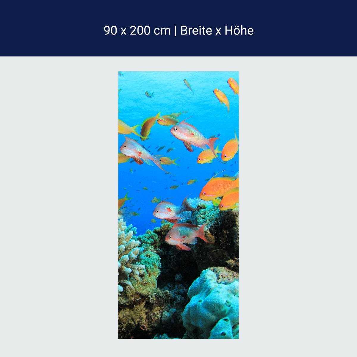 Duschwand Riffleben Unterwasser M0196 Duschwand Riffleben Unterwasser M0196