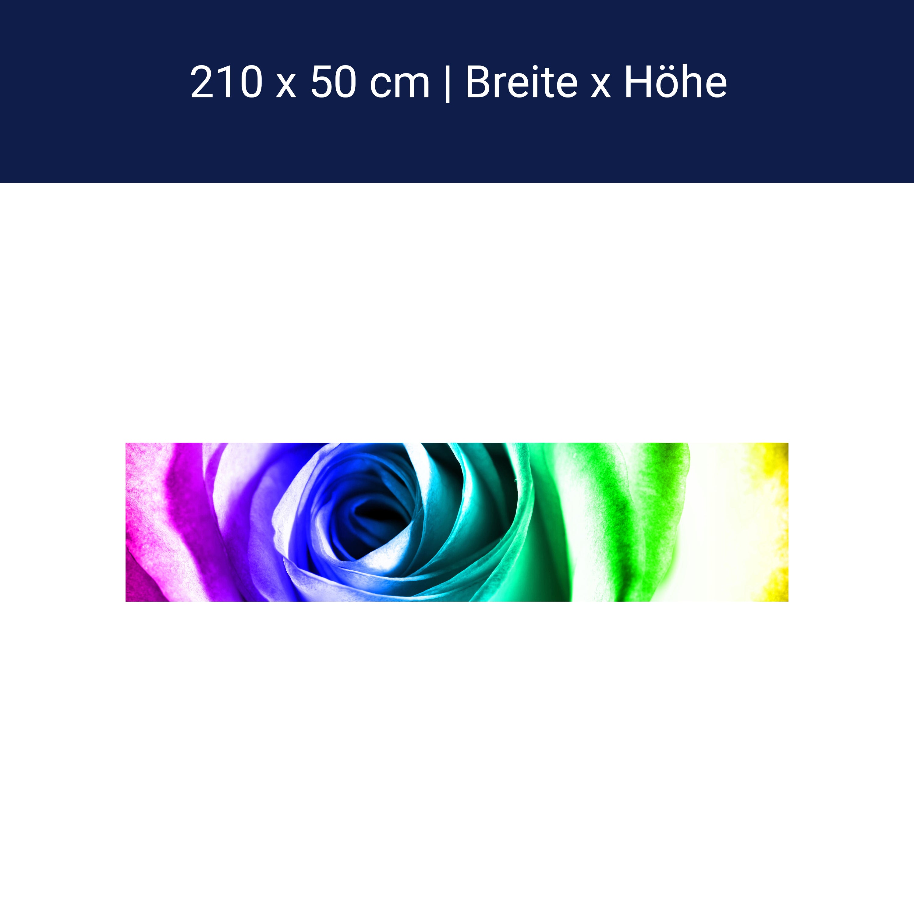 Küchenrückwand Regenbogenrose Blüte M0230 Küchenrückwand Regenbogenrose Blüte M0230