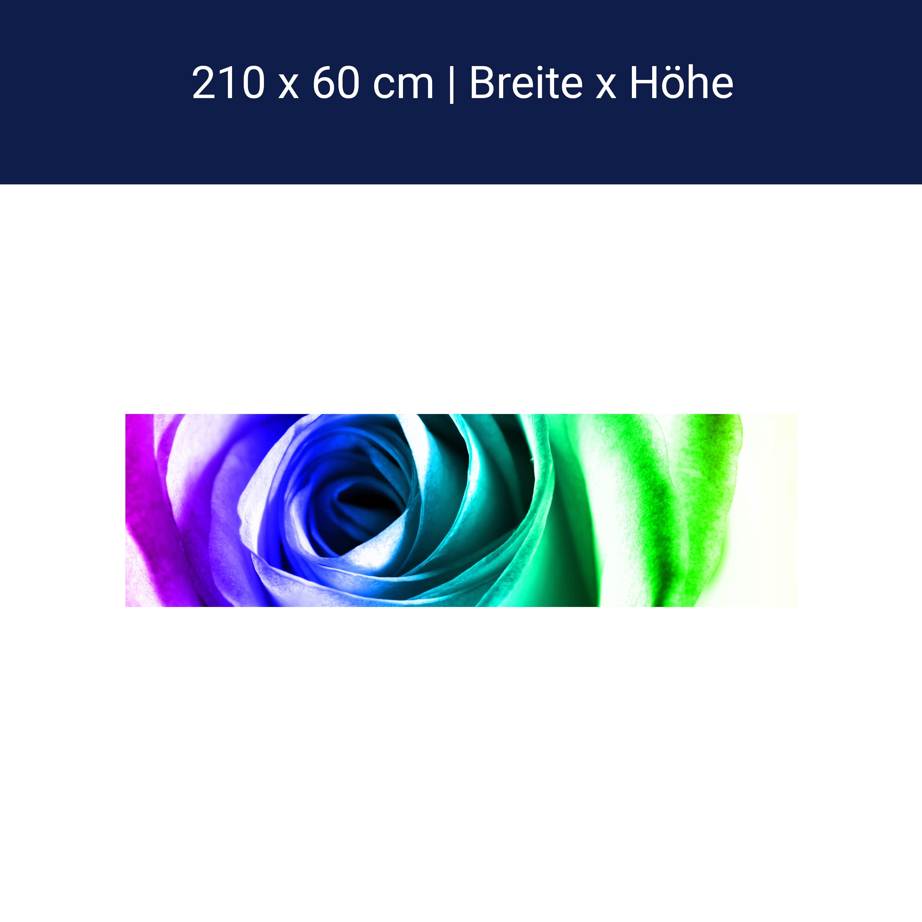 Küchenrückwand Regenbogenrose Blüte M0230 Küchenrückwand Regenbogenrose Blüte M0230