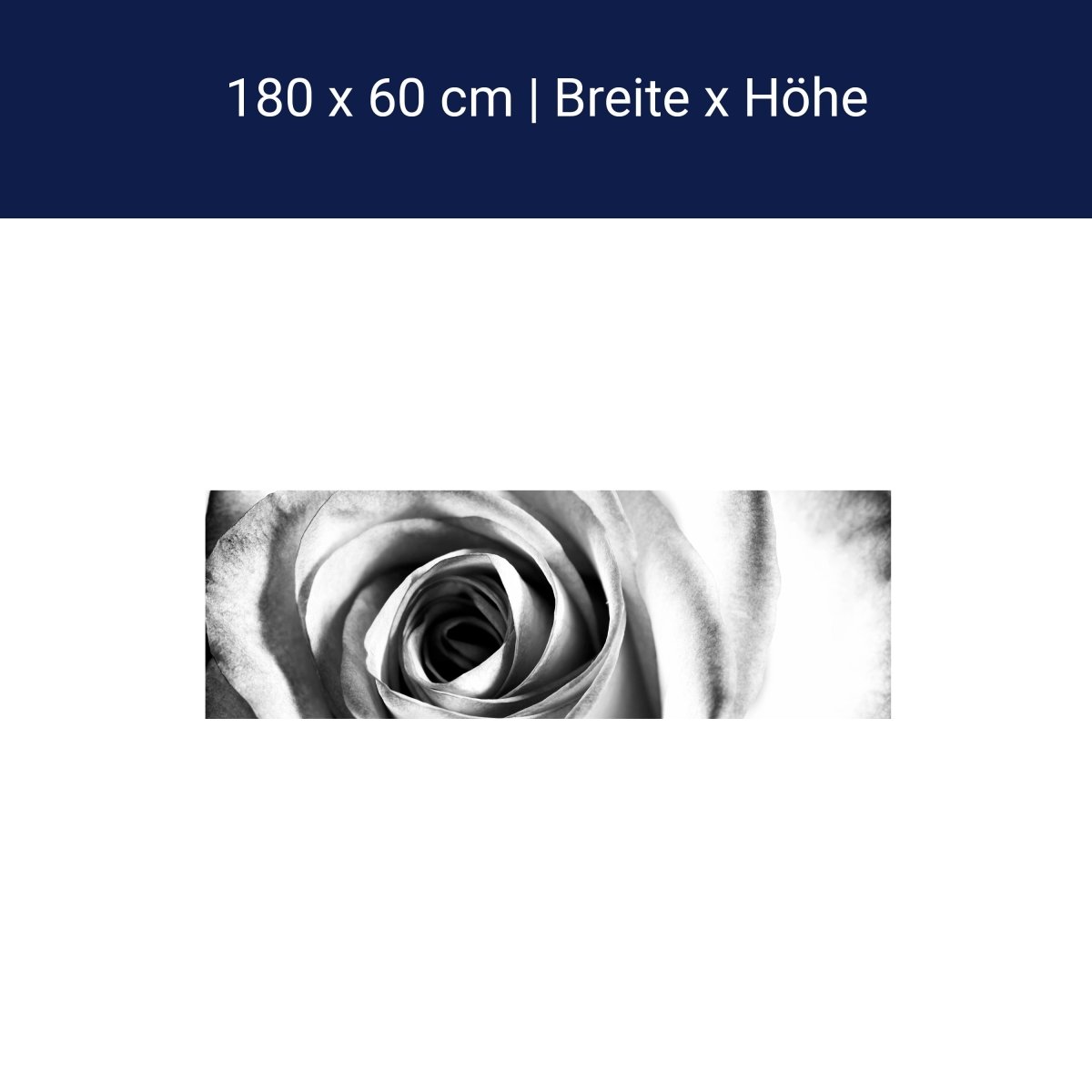 Küchenrückwand weiße Rose Blüte M0233 Küchenrückwand weiße Rose Blüte M0233