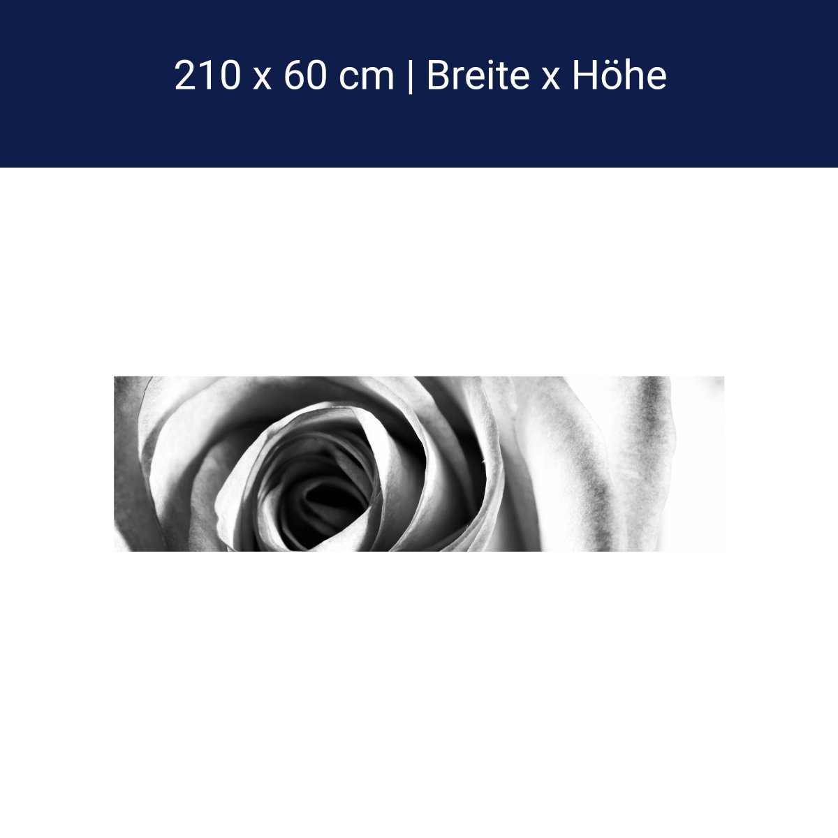 Küchenrückwand weiße Rose Blüte M0233 Küchenrückwand weiße Rose Blüte M0233