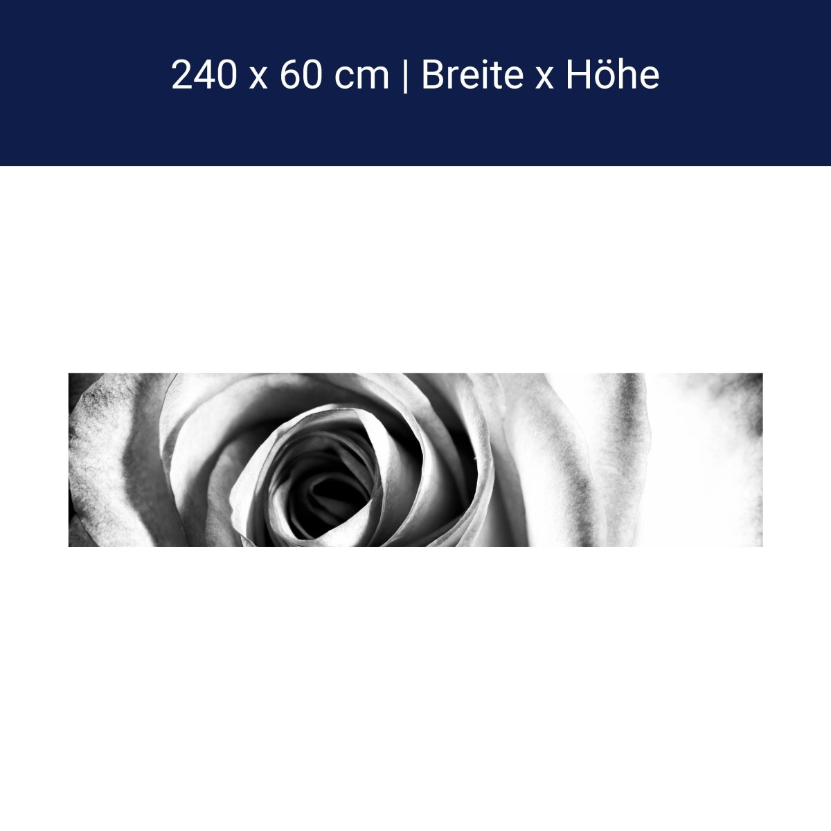 Küchenrückwand weiße Rose Blüte M0233 Küchenrückwand weiße Rose Blüte M0233