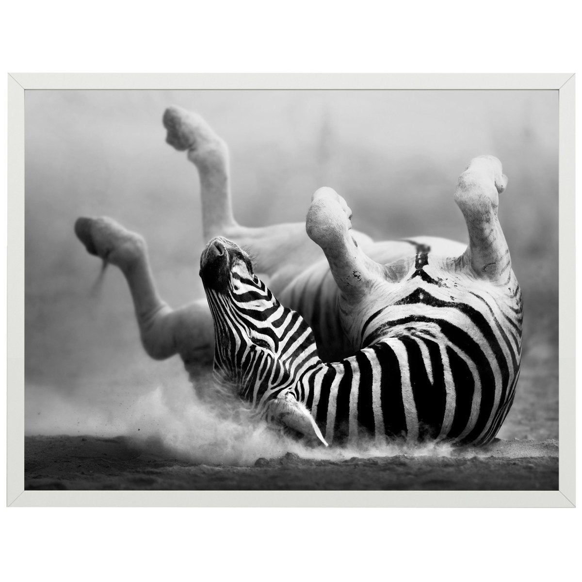 wandmotiv24 Poster, Poster - Zebra, Tier, Afrika - M0270 - Bild 1 wandmotiv24 Poster, Poster - Zebra, Tier, Afrika - M0270 - Bild 1