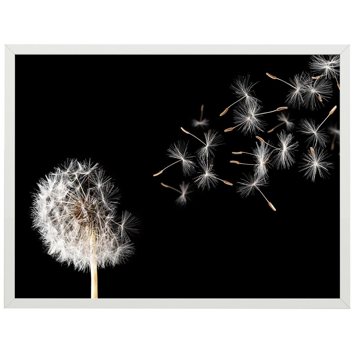 wandmotiv24 Poster, Poster - Pusteblume, Natur, schwarz - M0271 - Bild 1 wandmotiv24 Poster, Poster - Pusteblume, Natur, schwarz - M0271 - Bild 1