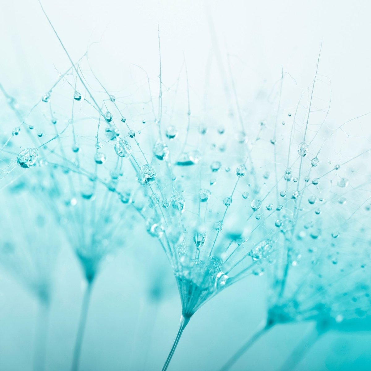 Beistelltisch Pusteblume Türkis M0347 entdecken - Bild 2 Beistelltisch Pusteblume Türkis M0347 entdecken - Bild 2