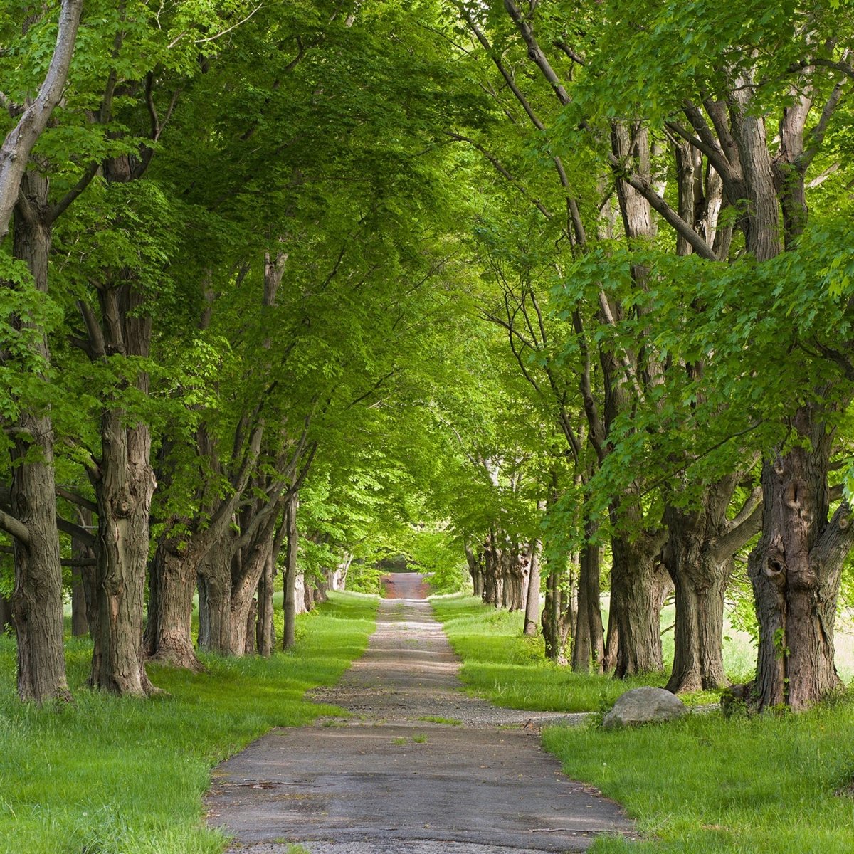 Beistelltisch Sommerallee M0357 entdecken - Bild 2 Beistelltisch Sommerallee M0357 entdecken - Bild 2