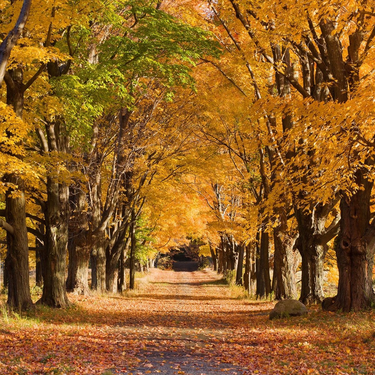 Beistelltisch Herbstallee M0360 entdecken - Bild 2 Beistelltisch Herbstallee M0360 entdecken - Bild 2