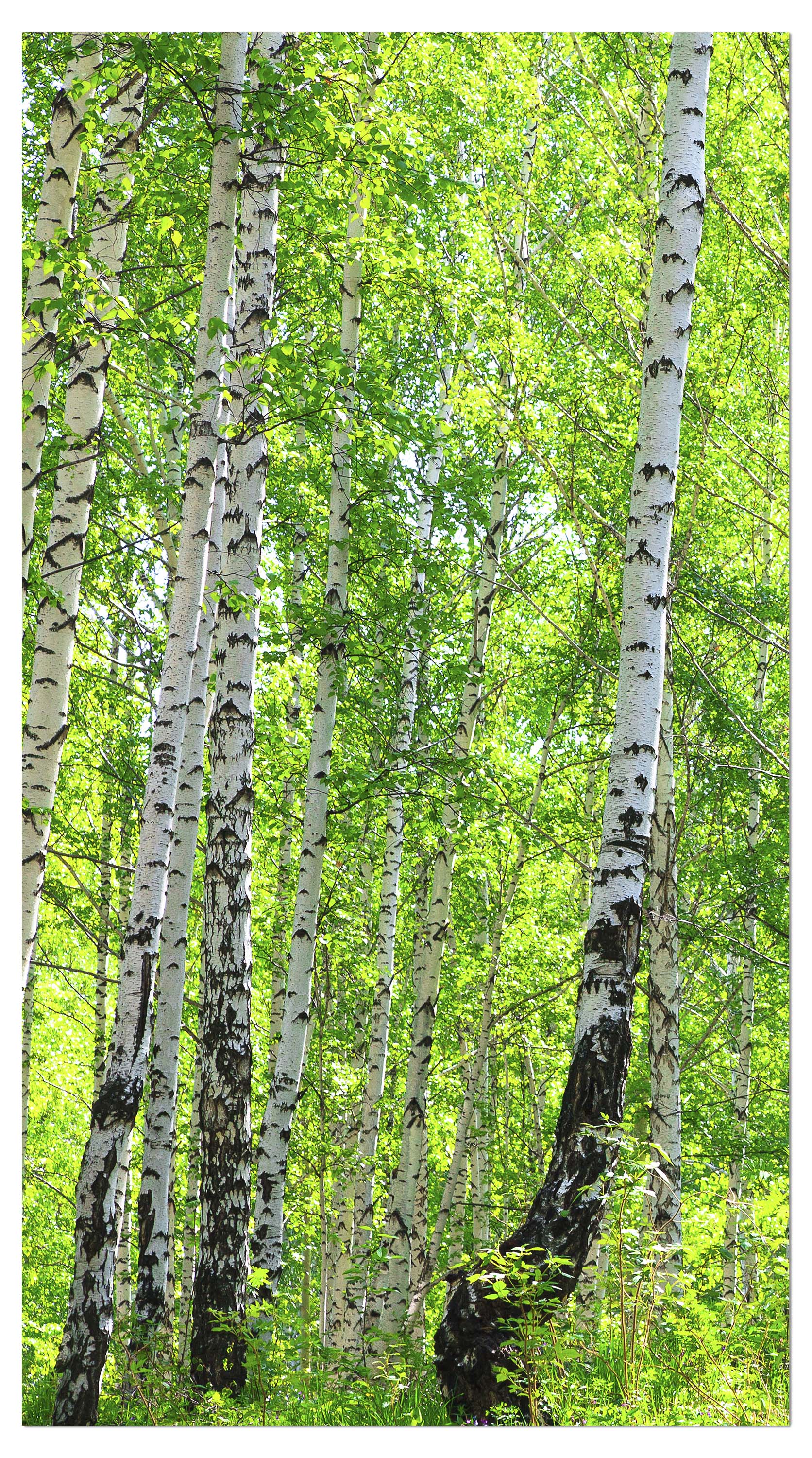 Garderobe Birkenwald M0363 entdecken - Bild 4 Garderobe Birkenwald M0363 entdecken - Bild 4