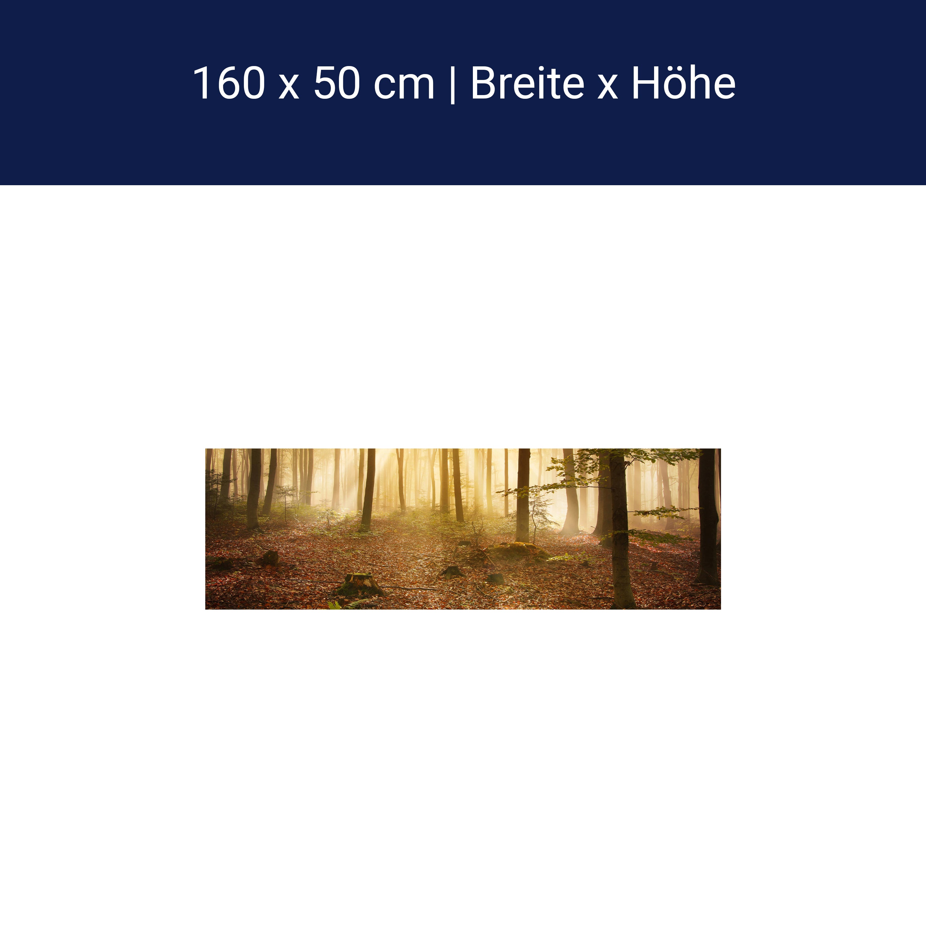 Küchenrückwand Wald am Morgen M0391 Küchenrückwand Wald am Morgen M0391