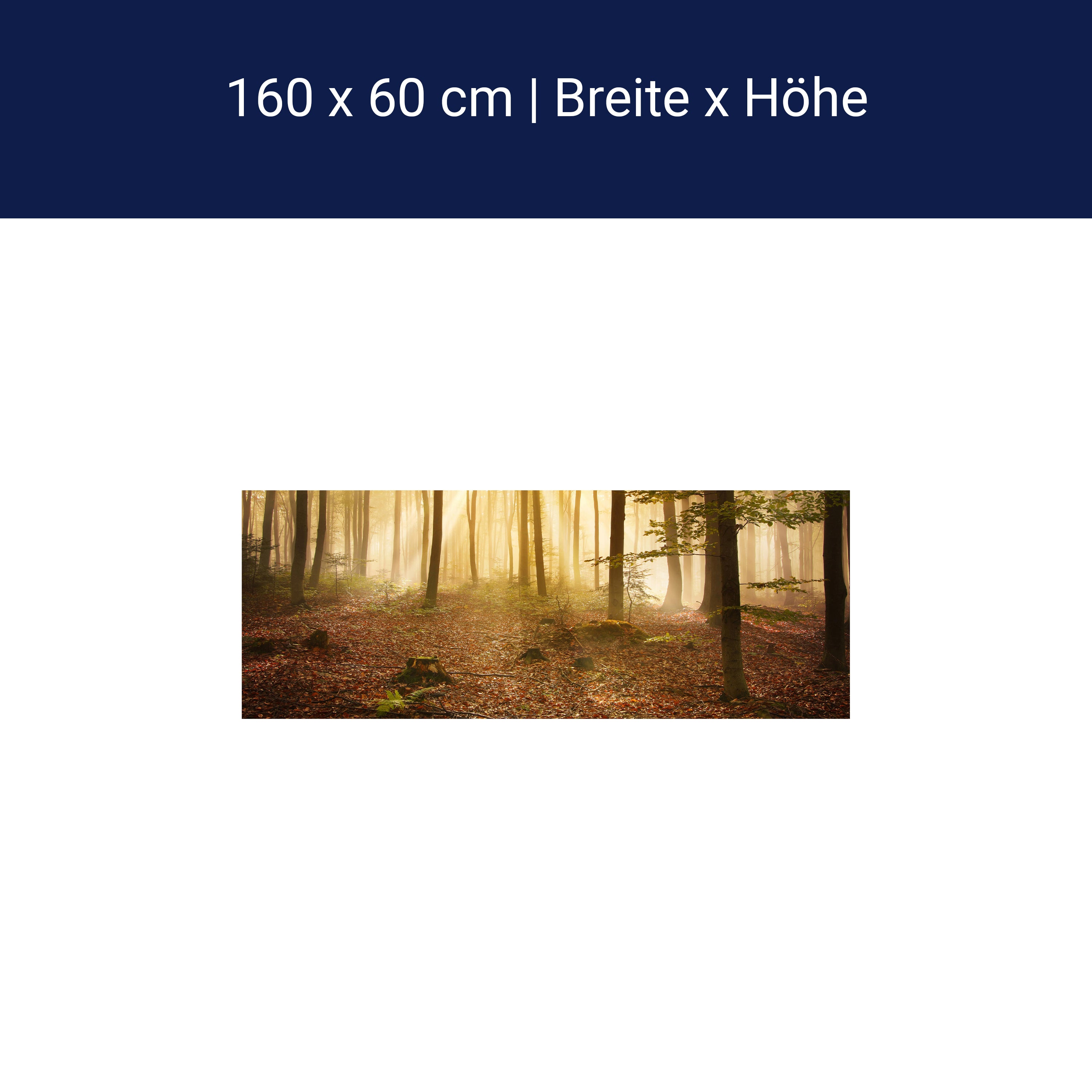 Küchenrückwand Wald am Morgen M0391 Küchenrückwand Wald am Morgen M0391