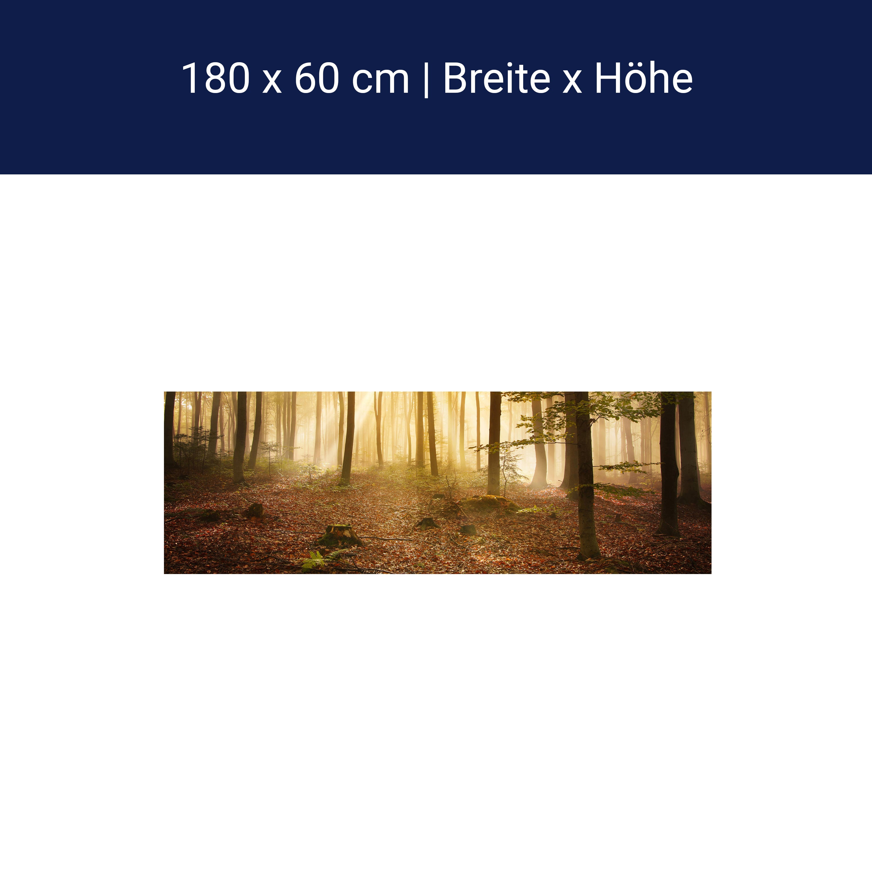 Küchenrückwand Wald am Morgen M0391 Küchenrückwand Wald am Morgen M0391