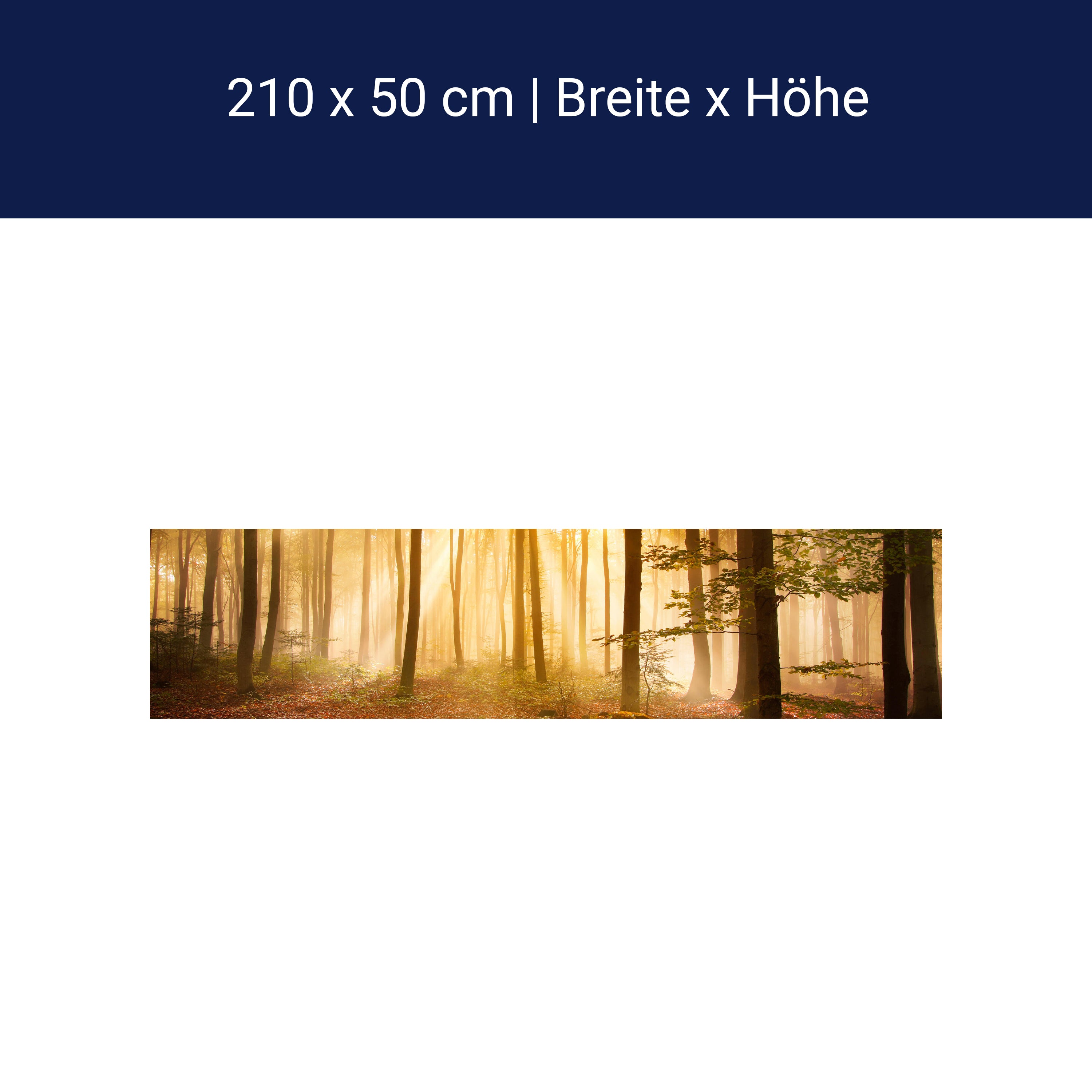 Küchenrückwand Wald am Morgen M0391 Küchenrückwand Wald am Morgen M0391