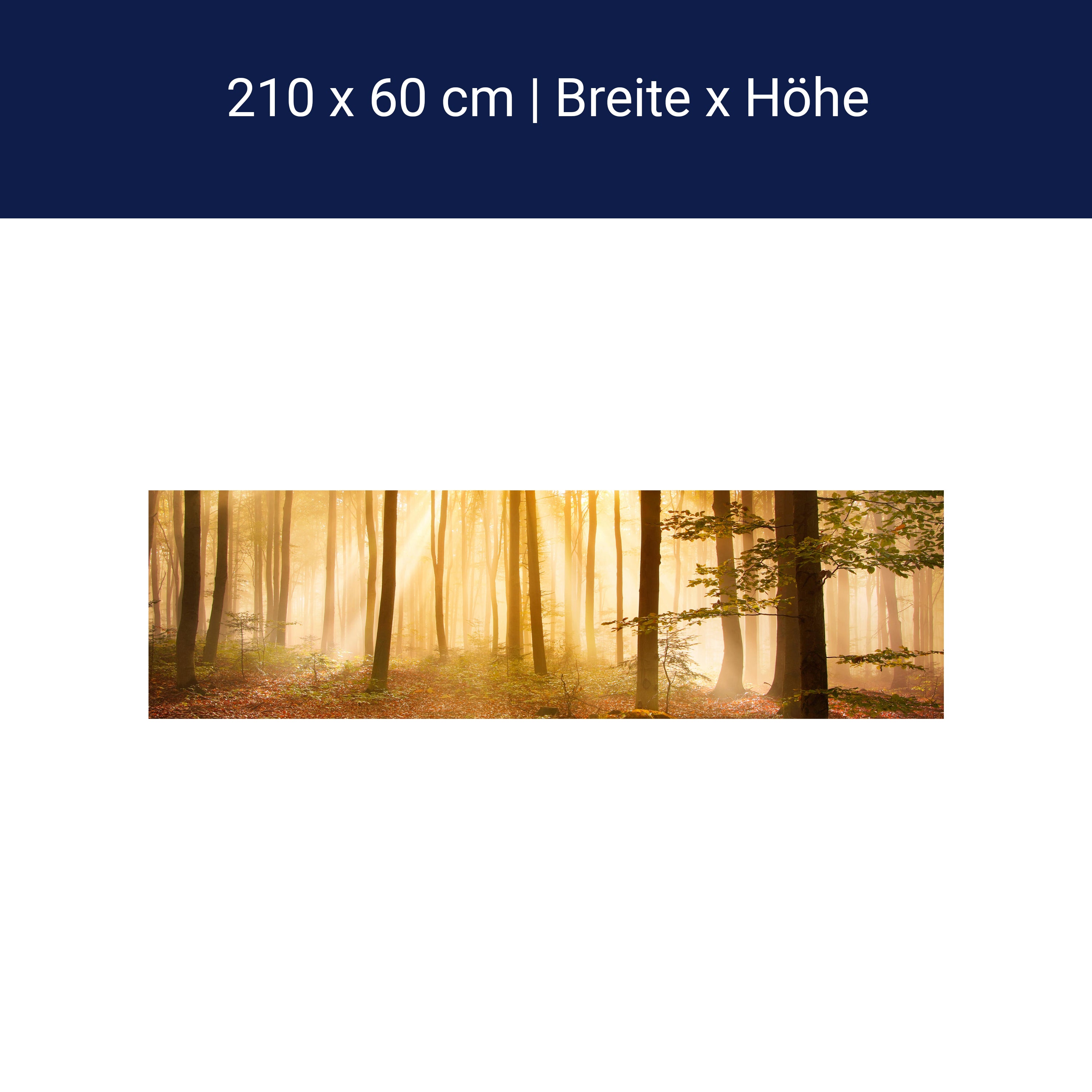 Küchenrückwand Wald am Morgen M0391 Küchenrückwand Wald am Morgen M0391