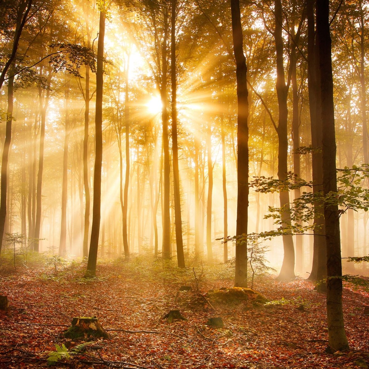 Beistelltisch Wald am Morgen M0391 entdecken - Bild 2 Beistelltisch Wald am Morgen M0391 entdecken - Bild 2