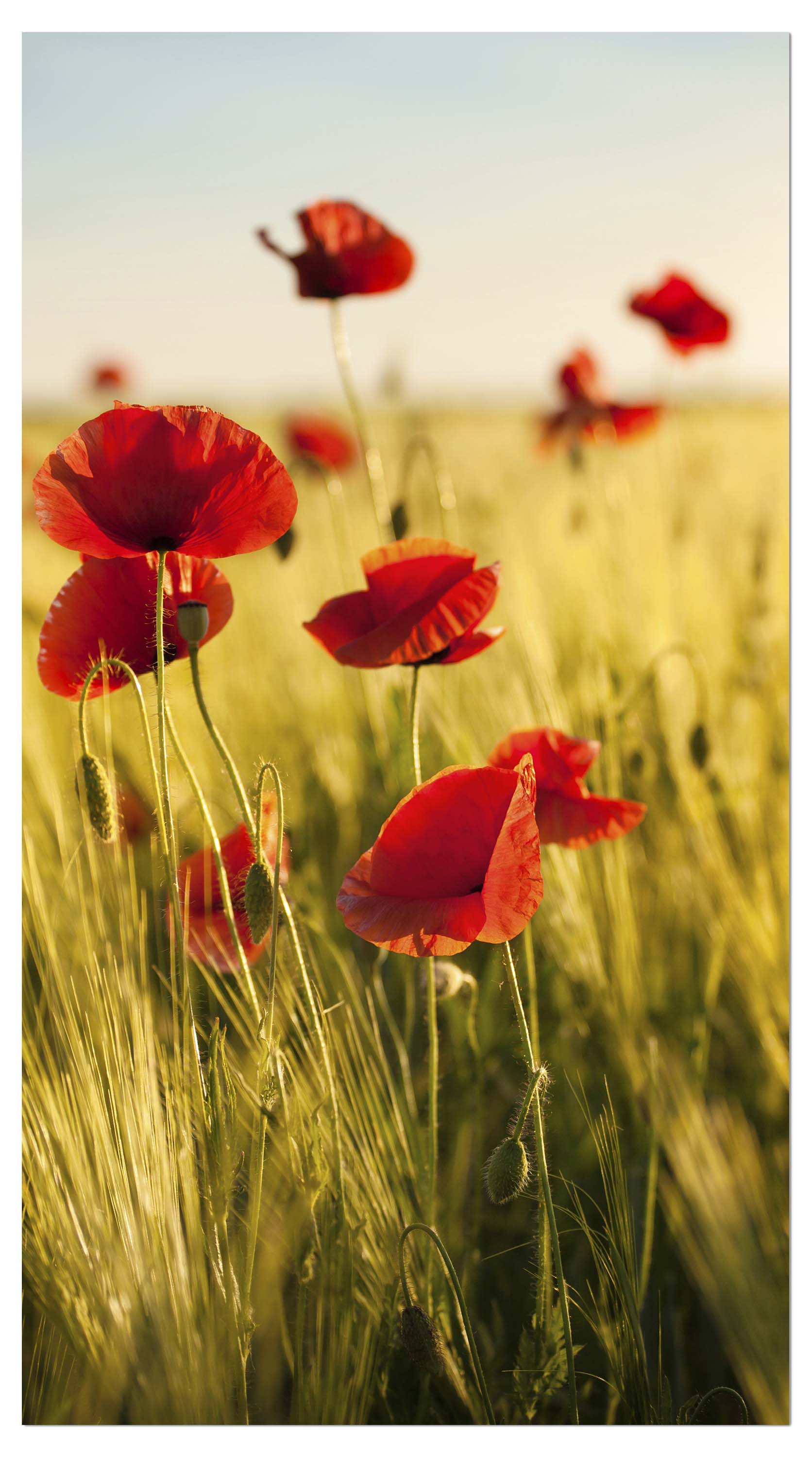 Garderobe Kornfeld mit Mohnblumen M0398 entdecken - Bild 4 Garderobe Kornfeld mit Mohnblumen M0398 entdecken - Bild 4