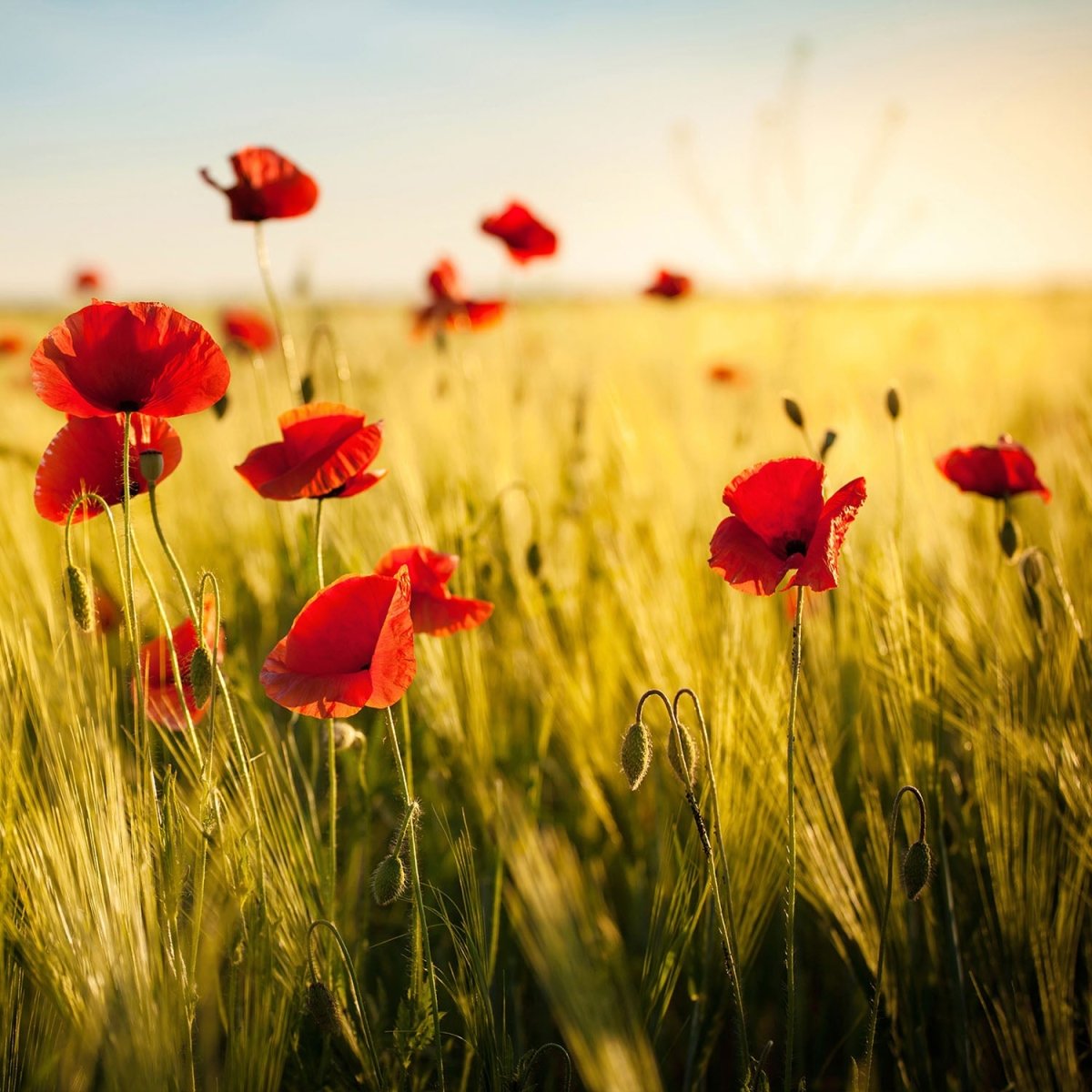 Beistelltisch Kornfeld mit Mohnblumen M0398 entdecken - Bild 2 Beistelltisch Kornfeld mit Mohnblumen M0398 entdecken - Bild 2