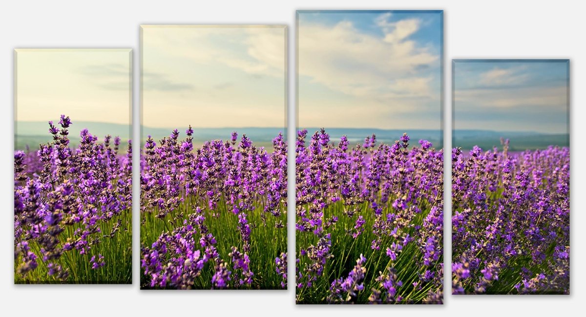 Leinwandbild Mehrteiler Lavendel M0411 Leinwandbild Mehrteiler Lavendel M0411