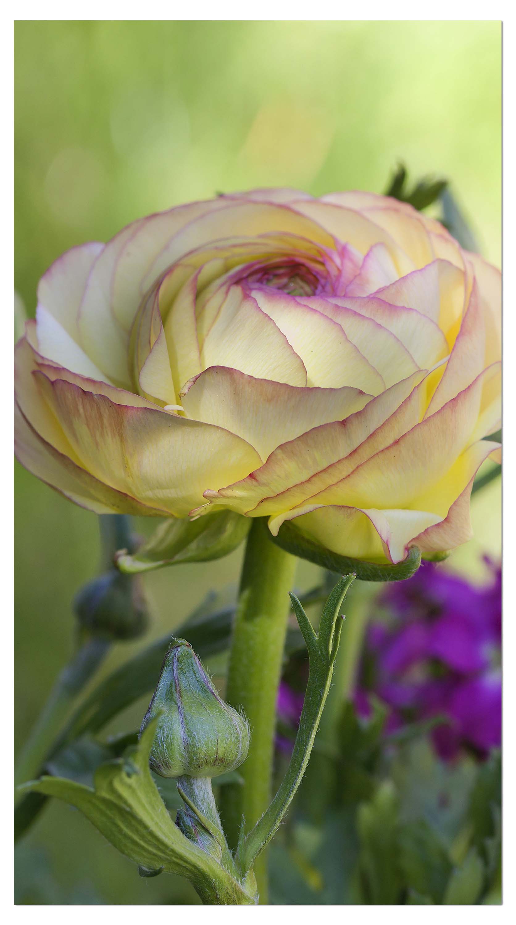 Garderobe Ranunkel M0492 entdecken - Bild 4 Garderobe Ranunkel M0492 entdecken - Bild 4