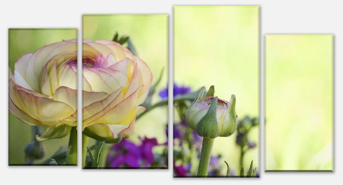 Leinwandbild Mehrteiler Ranunkel M0492 Leinwandbild Mehrteiler Ranunkel M0492