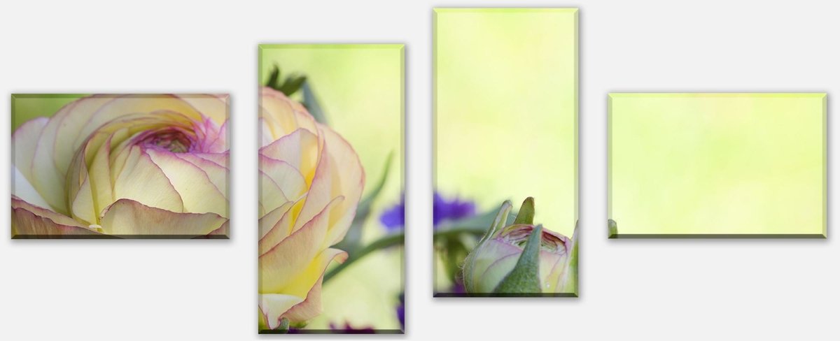 Leinwandbild Mehrteiler Ranunkel M0492 Leinwandbild Mehrteiler Ranunkel M0492