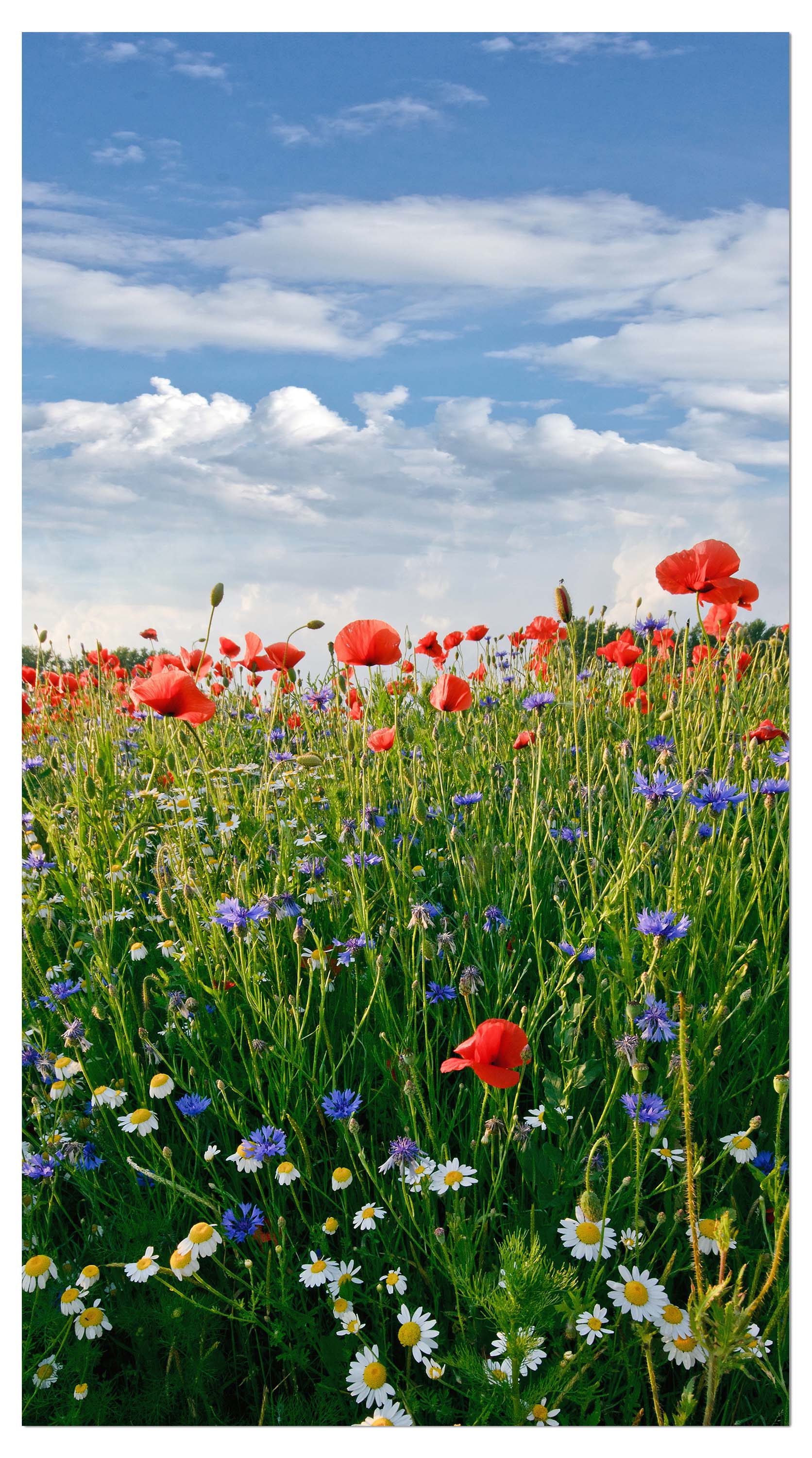 Garderobe Blumenwiese M0493 entdecken - Bild 4 Garderobe Blumenwiese M0493 entdecken - Bild 4